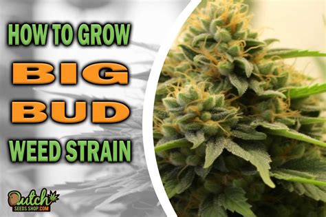 How to Grow Big Bud Strain - DSS