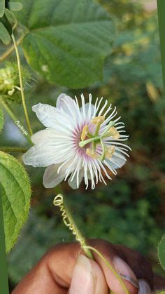 Parcha fruit flower. Puerto Rico | Plants, Flowers, Fruit