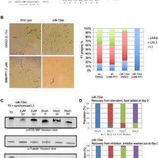 The Inhibition Of Cdk Results In Gradual Premature Termination Of