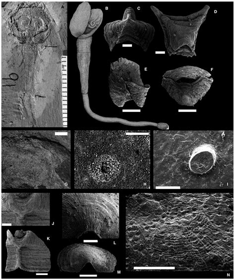 Brachiopods Origin And Early History Harper 2017 Palaeontology