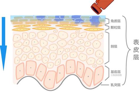 皮肤的吸收功能：了解这一点，就知道怎样护肤不浪费钱 知乎