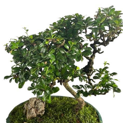 Carmona Retusa Fukien Tea Bonsai In Design Pot 05m Im Garden Mart