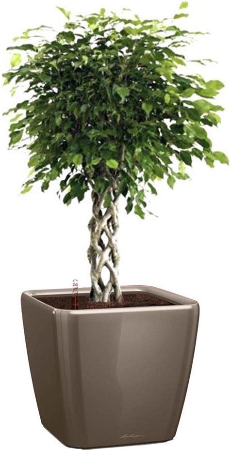 Ficus Gevlochten Stam In Watergevende Pot Quadro Living Room Plants