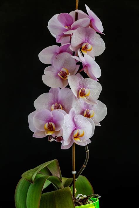 Hermosas Orqu Deas Tropicales De Flores Espuma Orqu Deas Vanda En Las