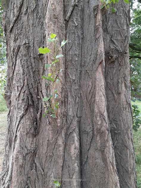 lombardy poplar