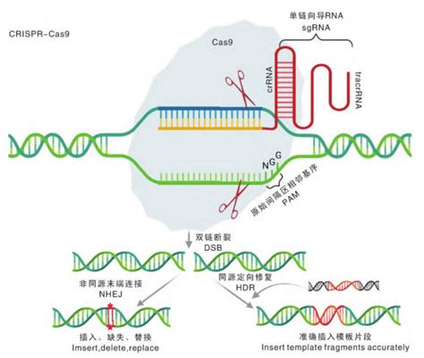 基因编辑技术的“前世今生”（上） 行业资讯 媒体中心 苏州沃美生物有限公司