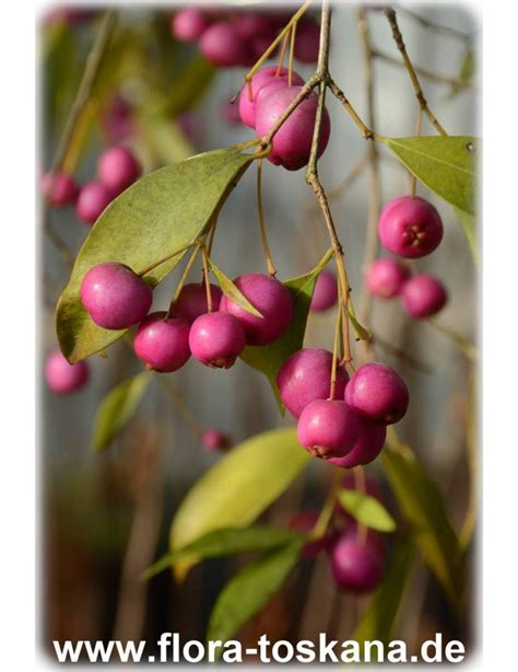 Syzygium Paniculatum Eugenia Paniculata Kirschmyrte Flora Toskana