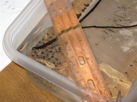 The Salamander Eggs Have Arrived! | Room 305B Explores Migration and