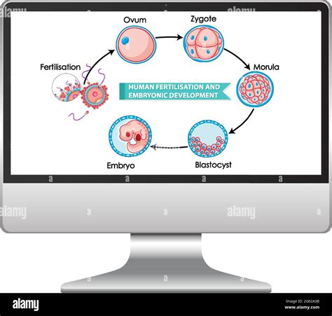 Human Fertilisation And Embryonic Development Illustration Stock Vector