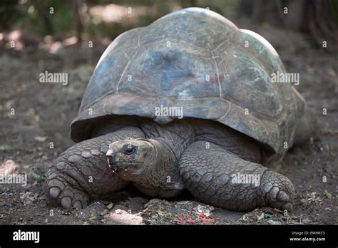 giant tortoises sanctuary on prison island, Zanzibar Stock Photo - Alamy