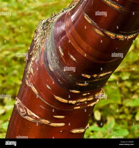 Coloured Bark Hi Res Stock Photography And Images Alamy