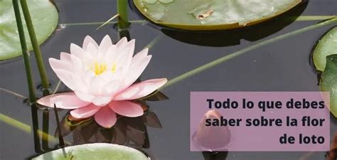 El Simbolismo Y Significado De La Flor De Loto Teleflor