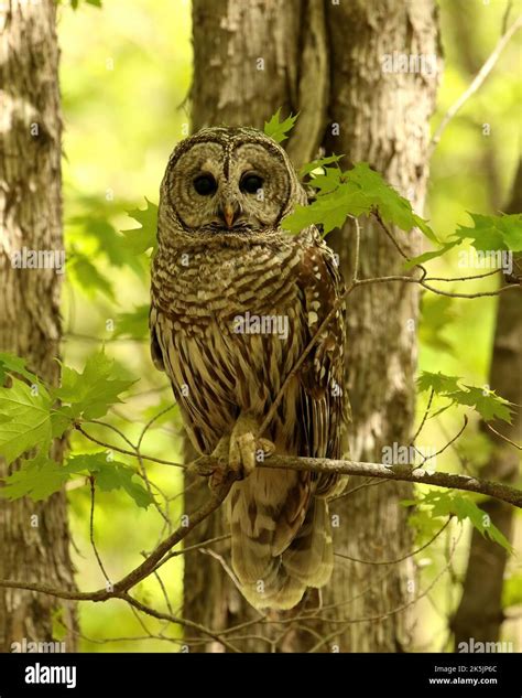 Nordamerikanische hockende vögel Fotos und Bildmaterial in hoher