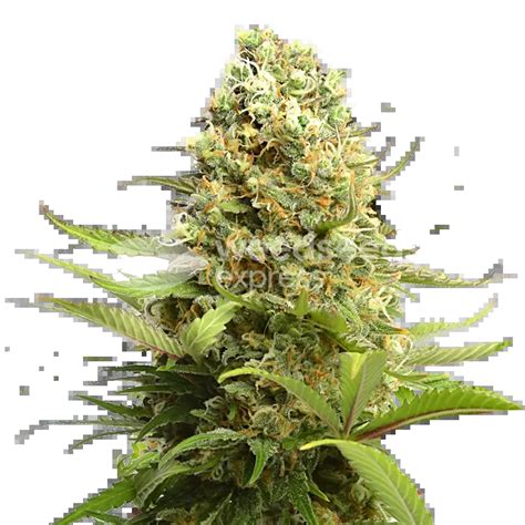 Banana Kush Autoflower Seeds - WeedSeedsExpress