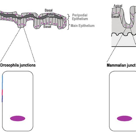 Comparison Between Epithelial Junctional Complexes In Vertebrates And