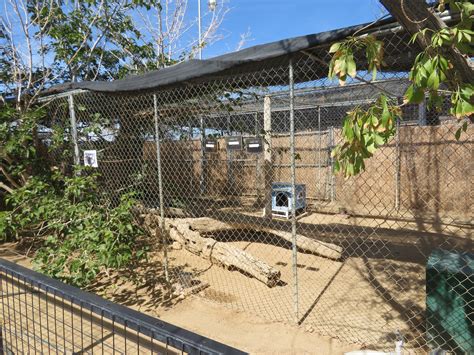 Sand Cat Enclosure (2022) - ZooChat