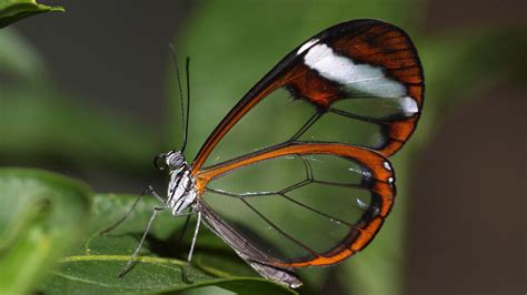 Scientists See The Invisible How Butterflies Make Transparent Wings