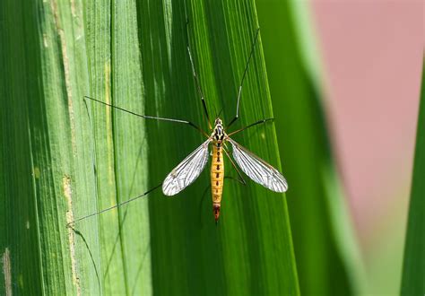 Tiger Crane Fly Nephrotoma Flavescens Garden A Flickr