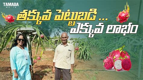 తక్కువ పెట్టుబడితో ఎక్కువ లాభం Dragon Fruit Farming Vijaya