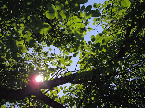 Kostenlose Foto Baum Natur Wald Ast Licht Himmel Sonnenlicht