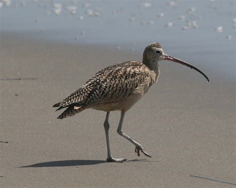 Pictures and information on Long-billed Curlew