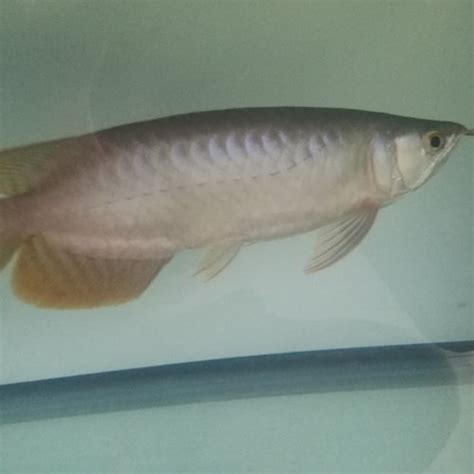 Jual Arwana Super Red Sumo Arowana Kab Indramayu Khilmiarowana