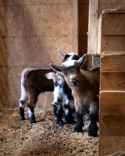 Raising Goats 101: For Dairy — Homesteading Family