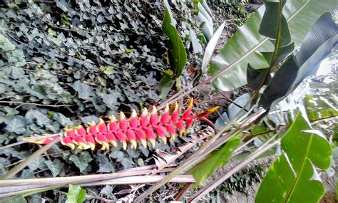 A Linda Flor De Bananeira Ornamental