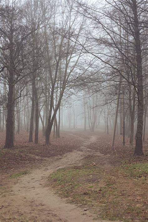 Autumn Fall Foggy Landscape with Path in the Park. Stock Image - Image ...