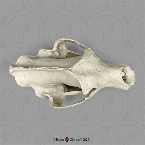 Kodiak Grizzly Bear, X-large Skull - Bone Clones - Osteological ...