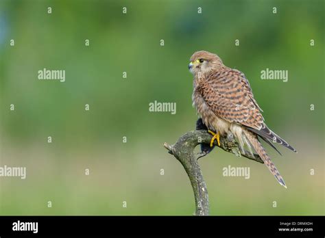 Common Kestrel Eating Prey Hi Res Stock Photography And Images Alamy