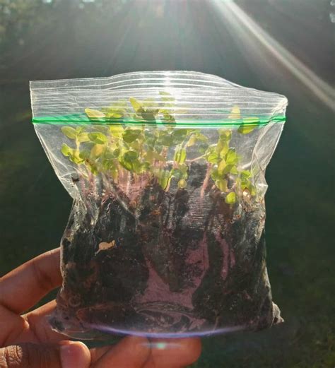 Ultimate Guide To Germinating Seeds In Paper Towel - Plants Craze