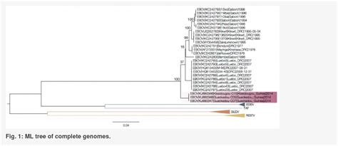 Figure 1 From Phylogenetic Analysis Of Guinea 2014 EBOV Ebolavirus