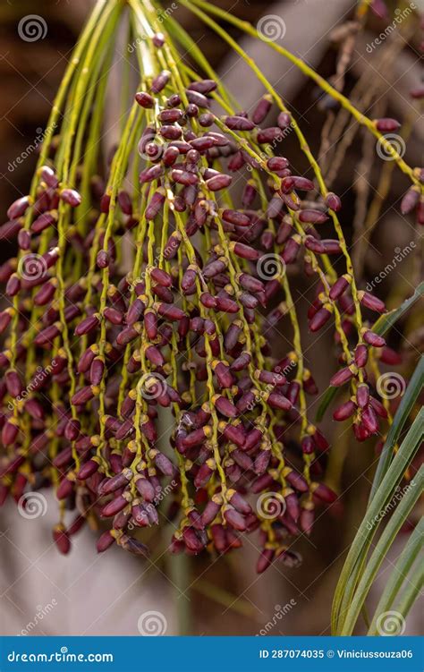 Pygmy Date Palm Stock Image Image Of Phoenix Natural 287074035