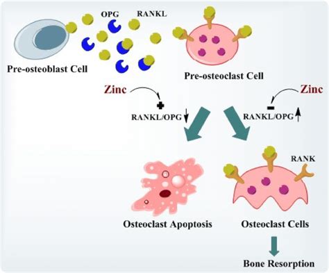 Effects Of Intracellular Zinc On RANKL OPG Balance And The Viability Of