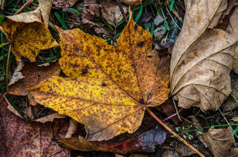 Free Images : tree, nature, flower, trunk, brown, soil, botany, flora, season, maple leaf ...