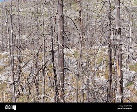 Burned Dead Forest Aftermath Of A Devastating Fire Consequences Of