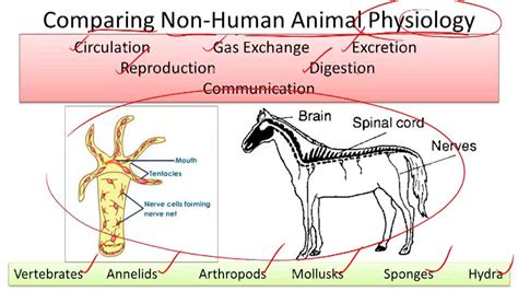 Comparing Non Human Animal Physiology Overview Video Biology