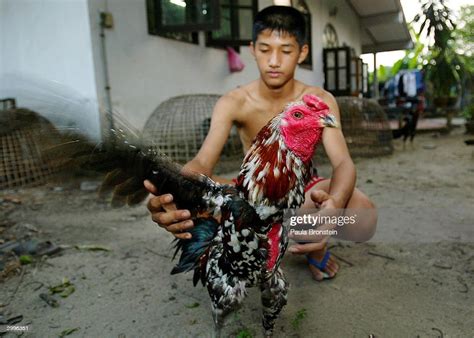 A Man Holds His Prize Fighting Rooster February 19 2004 In Bangkok