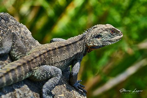 Lizards of Australia - Steve Lees Photography