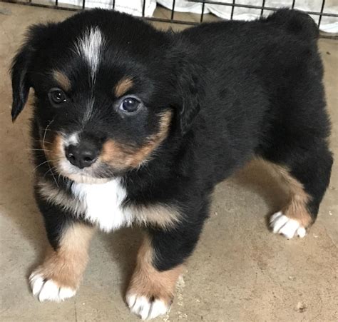 Mini Australian Shepherds Puppies Breeder Sales Elk Grove Mini Aussies