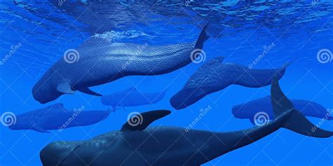 Pilot Whale Pod stock photo. Image of predator, cetacean - 79173974