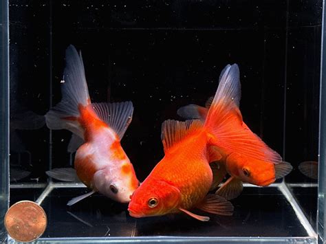 Assorted Ryukin Goldfish (4-4.5") - Dynamic Tank Beauties – Aqua Huna