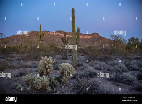 Saguaro Trees Stock Photo Alamy