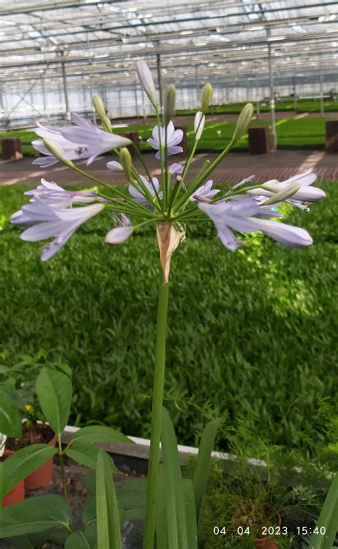 Agapanthus praecox blue Seeds