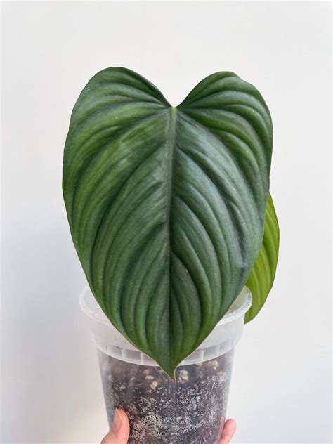 Philodendron Sp Colombia Silver Rare Furniture Home Living