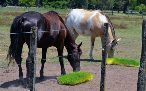 Semilla De Maíz Para Forraje Verde Hidropónico 20 Kilos