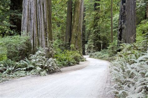 Redwood Forest of California Stock Photo - Image of state, nature: 21351526