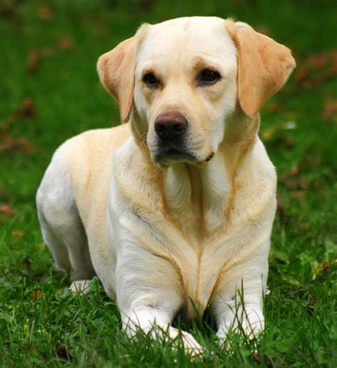 I Wanna Pet - Labrador Retriever