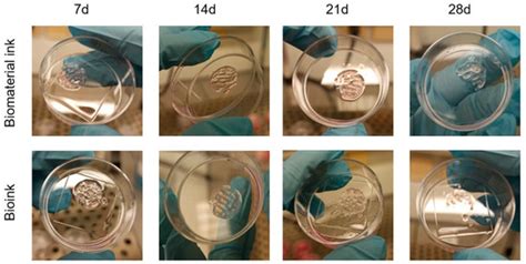 Gels Free Full Text Characterization Of A Bioink Combining